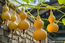 “葫芦压窗台，财源滚滚来”，葫芦摆放在哪里好？图片