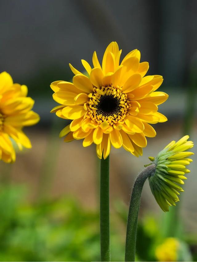 石巷、落日、采摘，济南这座古村一年四季都在“慢生活”