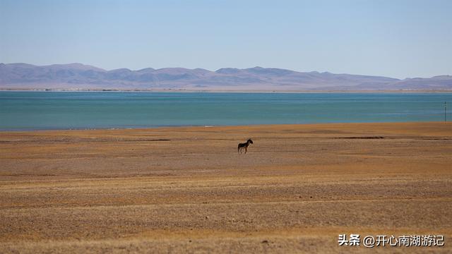 喀什经317到成都，改则-尼玛，途径大地之树、洞措湿地自然保护区