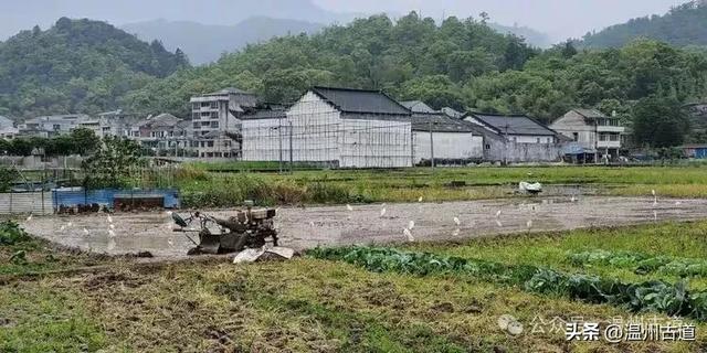 楠溪江这个冷门的秀美村庄,秘藏着一条风光旖旎的小众古道