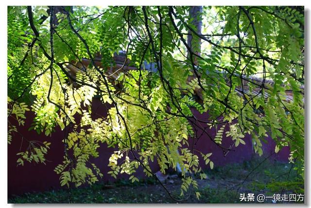 沈阳东陵郊野公园“精灵”出没