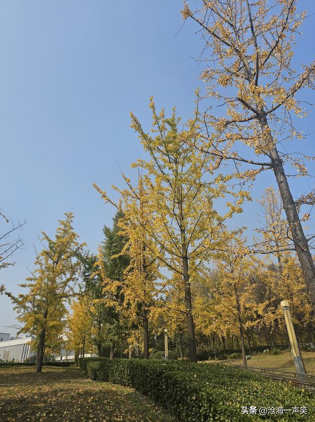 金色的银杏叶，犹如一位金甲战士，矗立于大自然中，吸引众人观赏