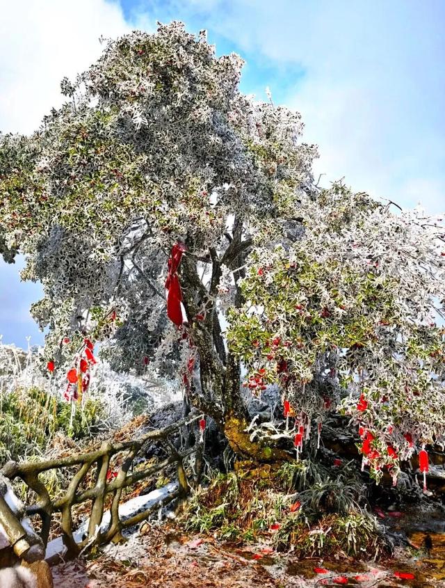 雪景 │ 美到词穷！仁怀首场雾凇惊艳上线