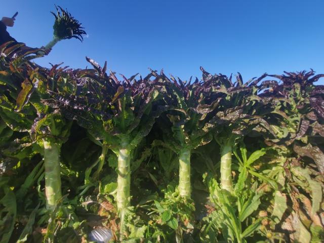 8种寒露过后适合种植的瓜果蔬菜，盆栽、地栽都能种，种有几种？