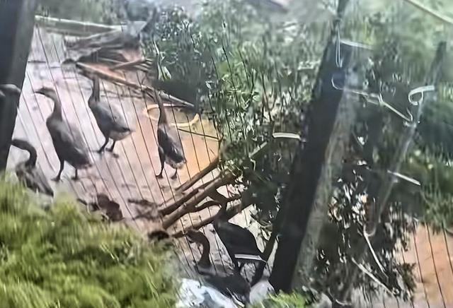 全红婵家的店铺牌匾被台风击碎，全爸一路小跑到店中躲避台风
