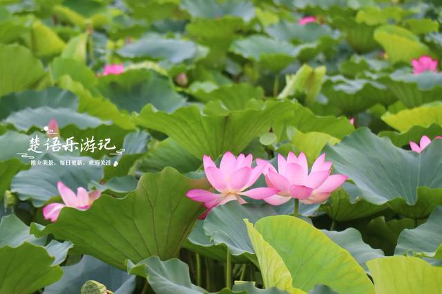 浙江宁波小浃江畔的乡村，百亩荷塘成为热门风景，被誉为田园牧歌