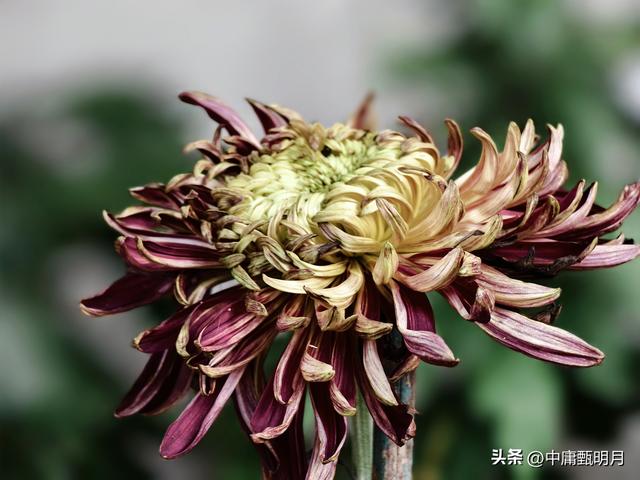 你看见过多少种菊花？