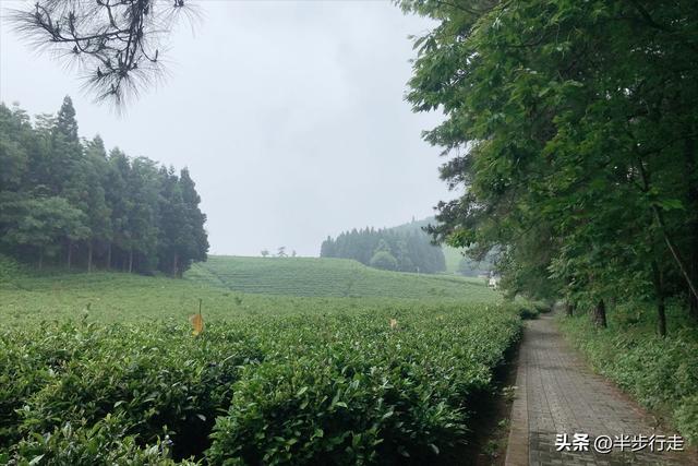 湖南国有林场：石门县白云山林场风光欣赏！