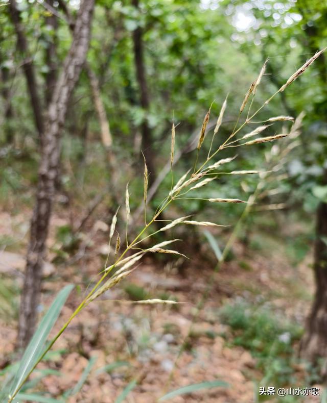 夏天过去了，秋天也过去了，我再也没有见过那个手捧狗尾草的男人