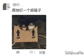 燕子搭窝失败了会找它妈妈来帮忙吗？看了网友的回复，简直要笑死图片