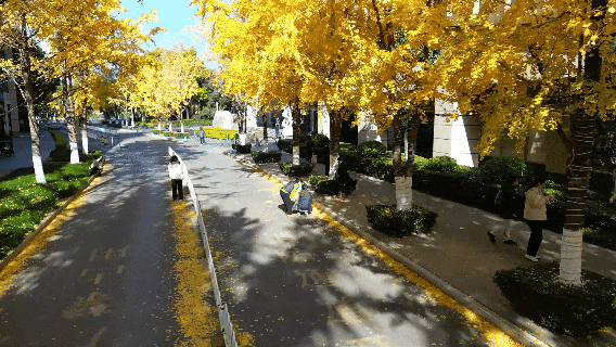 昆明冬日限定的金色浪漫，已加载完成！就藏在昆明这条街……