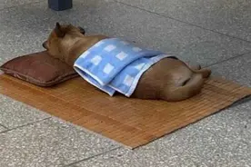 笑不活了！山西的午睡文化已经不分物种了吗？攻打晋国要选中午图片