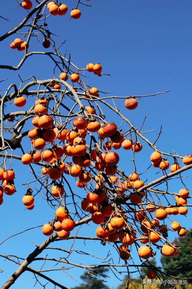 秋色浓、叠彩韵、檐下晒秋图，这可能是国内最美的秋天