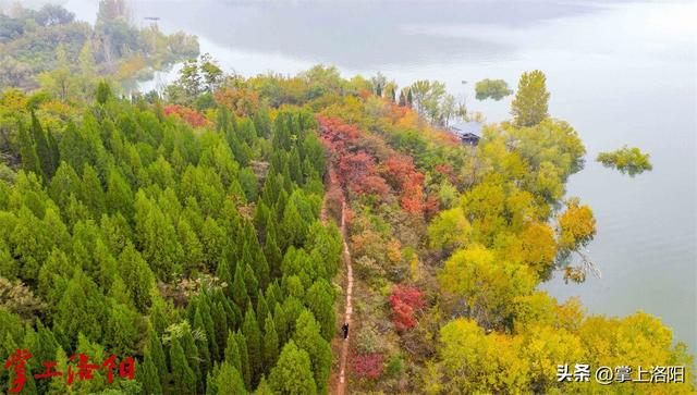 层林尽染！洛阳黄河两岸秋景已上线