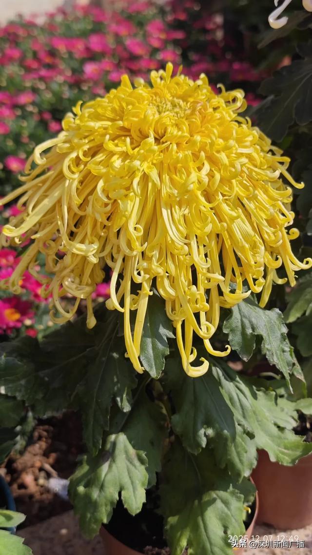 免费开放!持续21天!2025东湖公园菊花赏来啦~