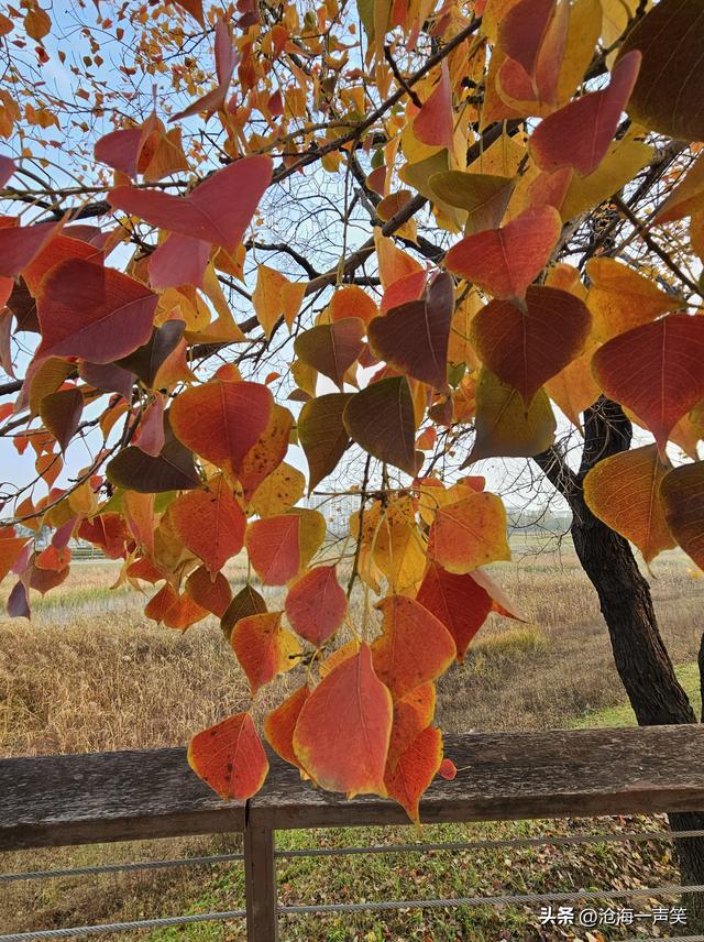风景如画的乌桕叶，一世情缘，美不胜收，不容错过!