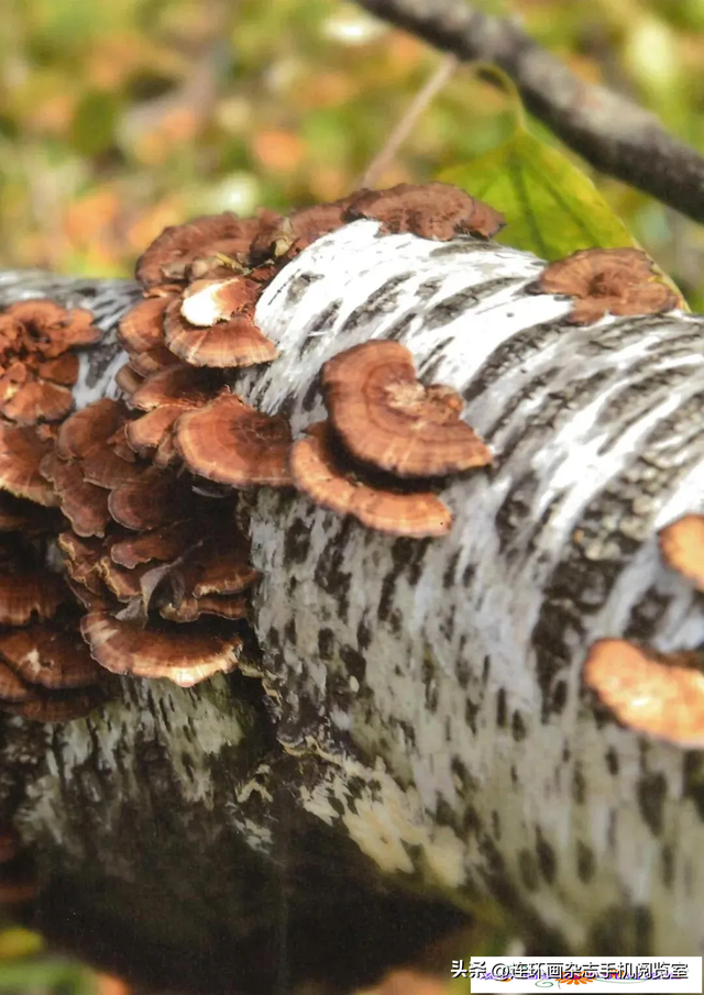 《青山草木》页选03