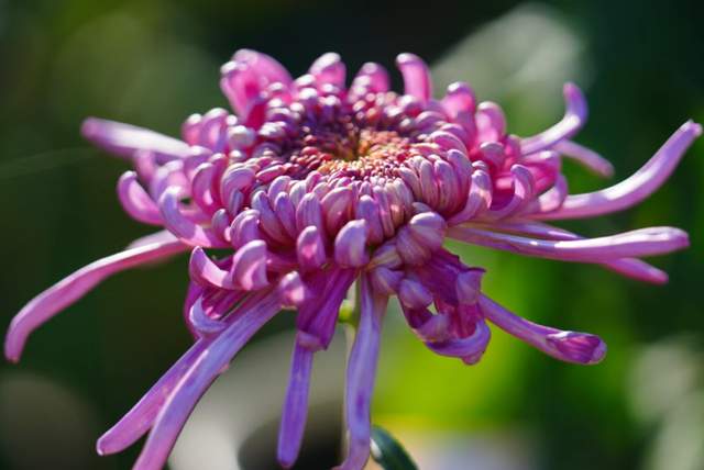 年度金秋盛宴来了，武汉城建集团邀您逛菊展、赏名菊、拍美照！