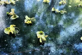 槐树下“黏糊糊”的东西，到底是啥？粘鞋、黏车、难处理……图片