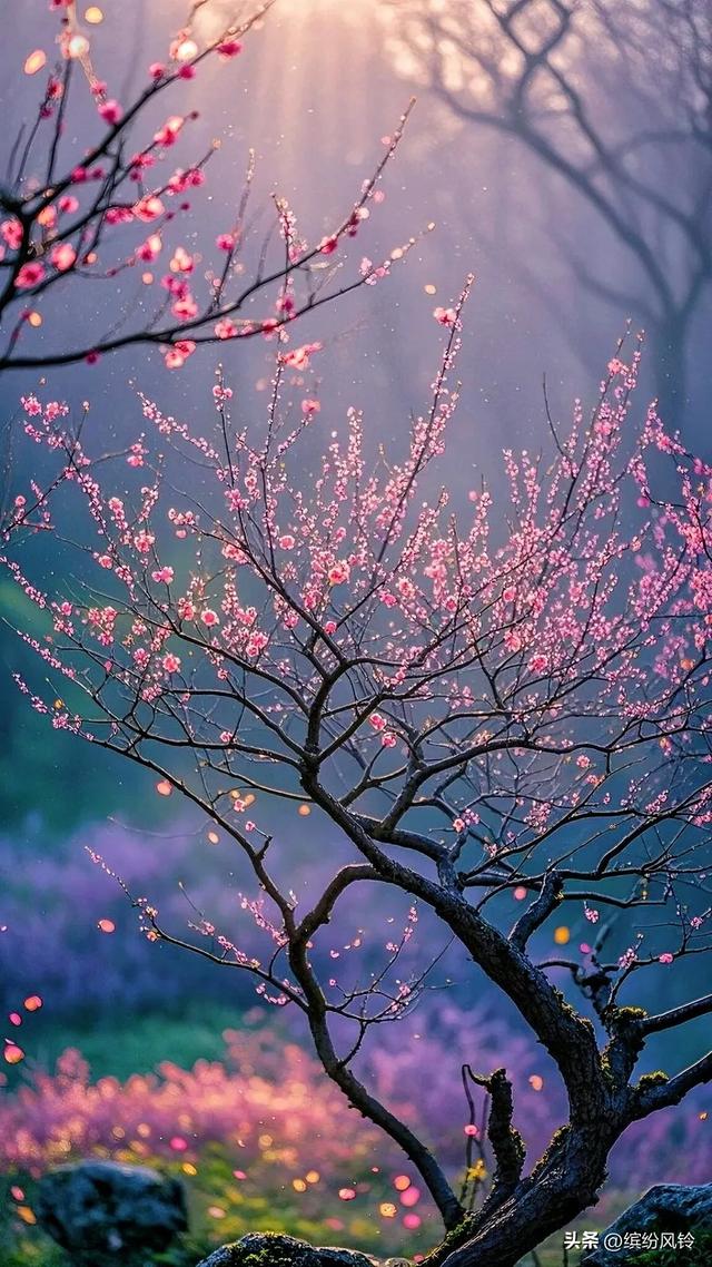 晨雾裹着金芒漫过梅枝