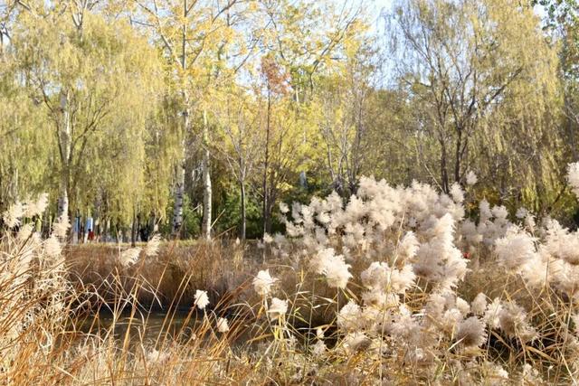 莲花池公园满目鎏金，这个周末等您来赏→