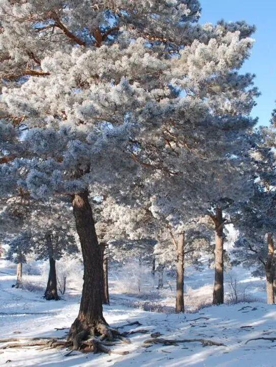 救命！呼伦贝尔的初冬怎么能这么让人沦陷