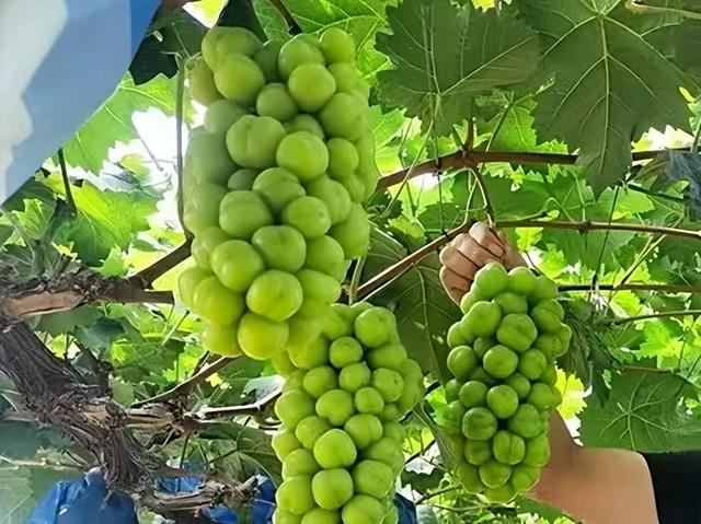 梅家埠街道醋庄葡萄田园开园啦！