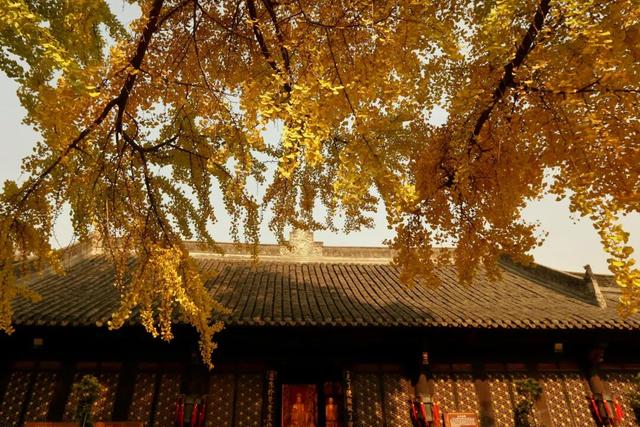 成都银杏即将进入最佳观赏期！2025银杏观叶指数新发布→