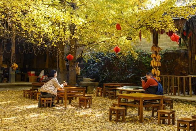 11月，去赏银杏吧！8个高颜值赏秋地，速来拍美照，挑一个就出发