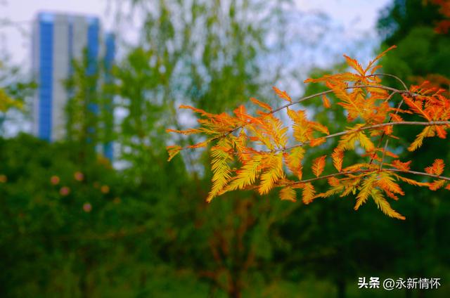 江西永新：秋日湿地 色彩斑斓