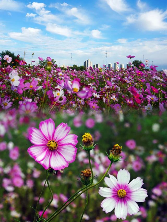 不要再搭基础款秋景了！北京「多巴胺色系」秋景上线！高级感拉满