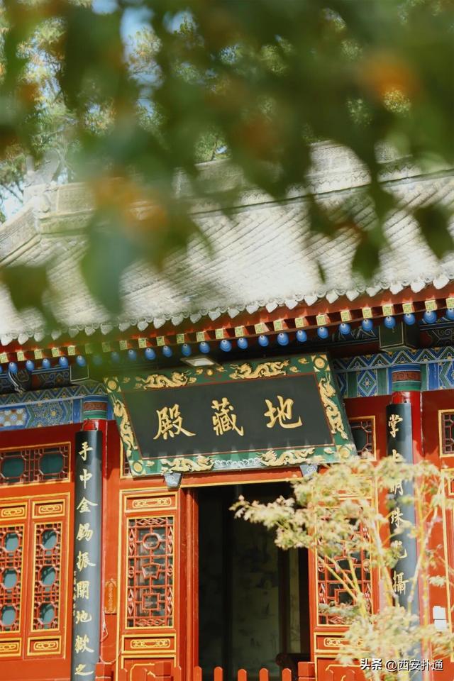 上一个晴天，为你“抢收”了5片金灿灿的桂花