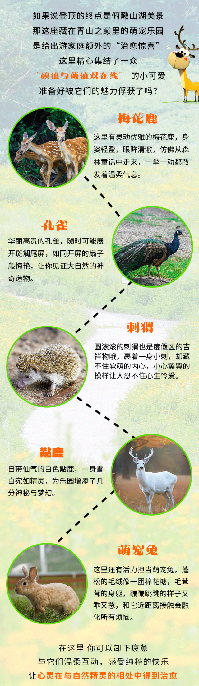 萌力全开 云端撒欢 | 松花湖萌宠乐园8月10日欢乐开园