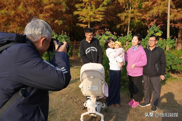 层林尽染！德阳东湖山水杉林渐入最佳观赏期