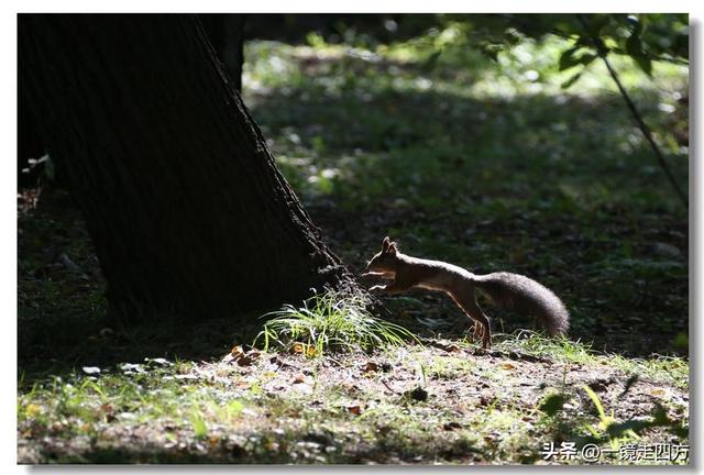 沈阳东陵郊野公园“精灵”出没