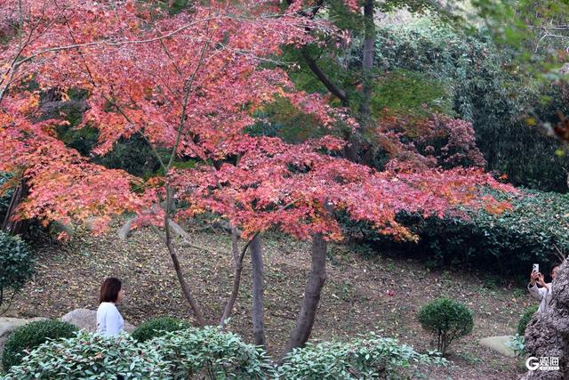 中山公园枫林涧：冬意渐浓，“枫”景上线！