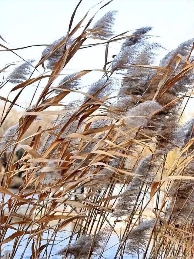 冬日必追！颐和园“奇观”上线！雪场开业有免费！