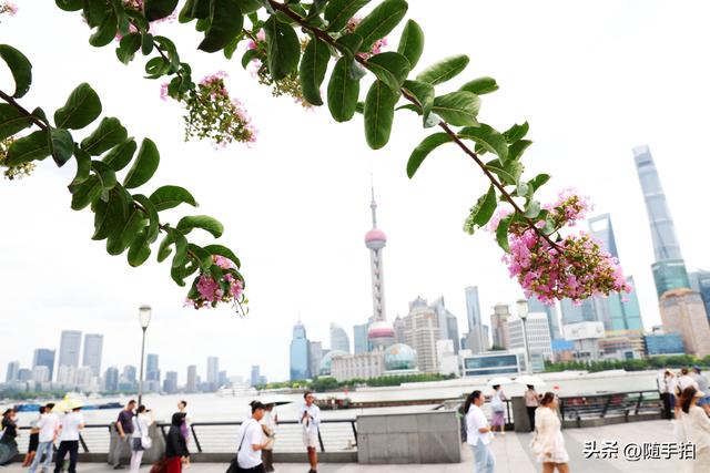 上海外滩观光平台紫薇花盛开，为都市增添一抹亮丽色彩