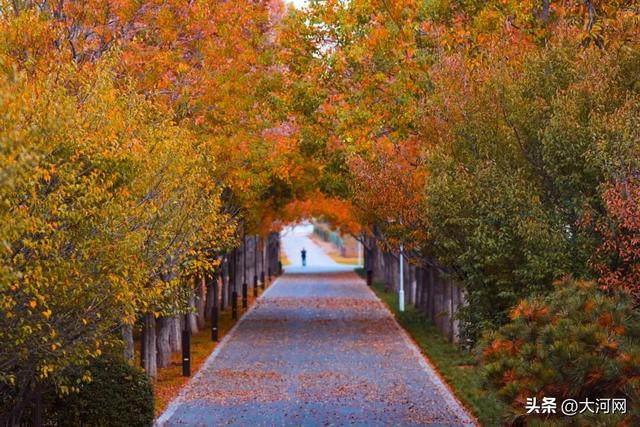 郑州航空港，真不只会“飞”！