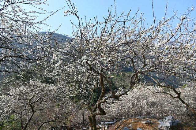 阳山杨梅镇千亩李花提前绽放，花开似海引客来