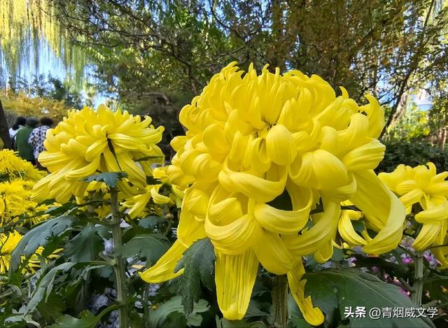 趵突菊韵 锦绣泉城