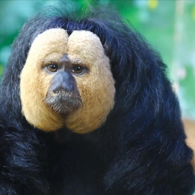 客流爆满，40元门票撬动1亿！月薪3000的人为什么爱上逛动物园？