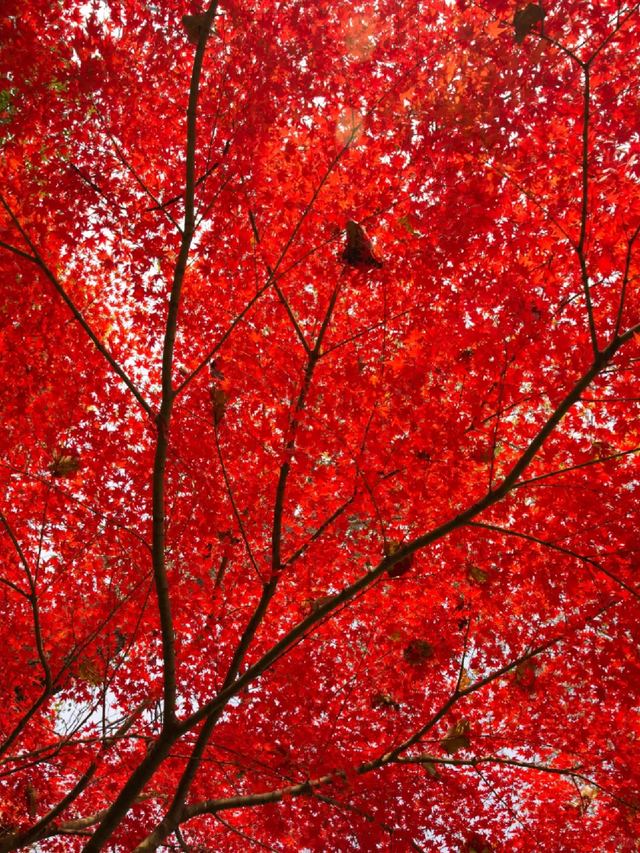临沂「红杉」「红枫」浓度拉满，出片率100%