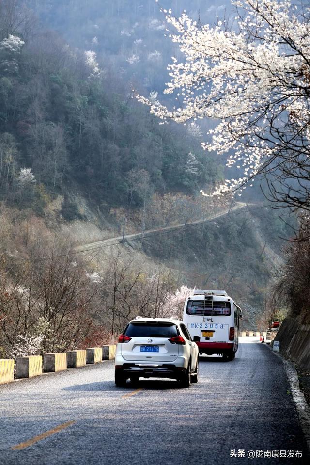 康县的春，从南一路盛开