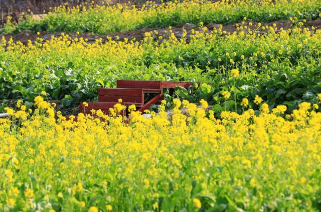 别等春天！陇南的冬日密语里，藏着限定版春日烂漫