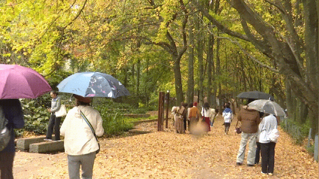 2.5万人！昆明植物园开启“人从众叕”模式，你们被枫叶刷屏了吗？