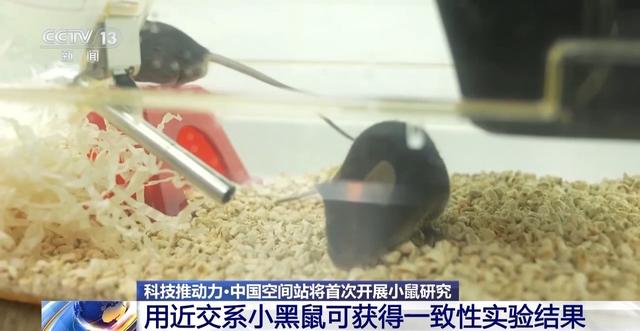 中国空间太空小鼠也要“过五关斩六将” ，300只中选拔4只