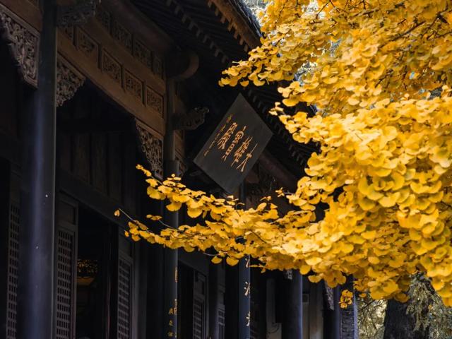 领取限定“杏”运！抓紧来看金色山东