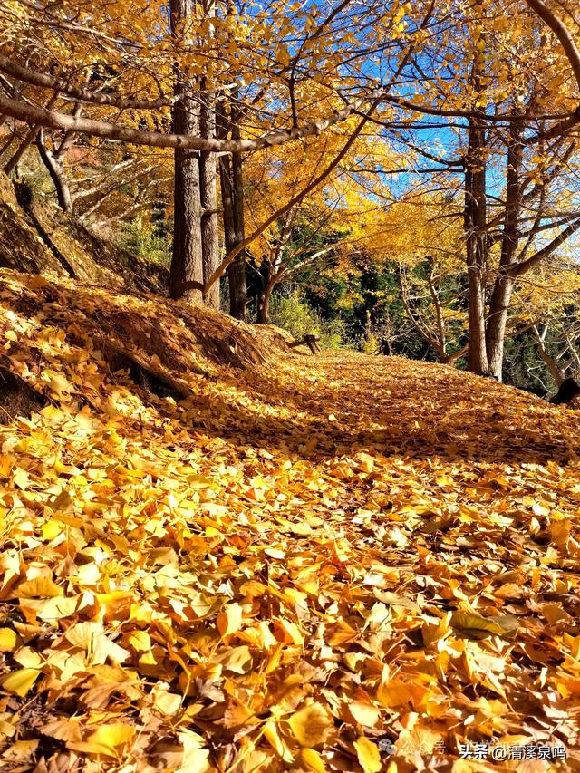 银杏染秋——九峰的金色童话