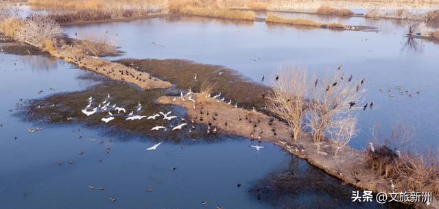 水上森林“红”了!武汉冬日观鸟秘境,邂逅油画里的万鸟齐飞